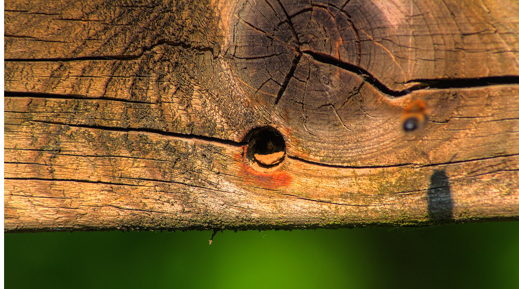 Shadow bee